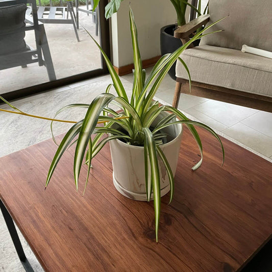 Cinta Variegada (Mala madre o Lazo de amor)