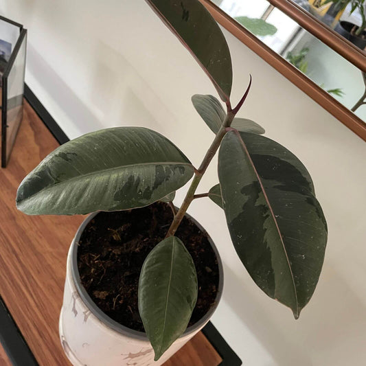 Gomero (Ficus Elástica)