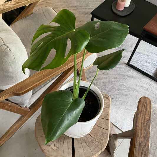 Monstera Deliciosa