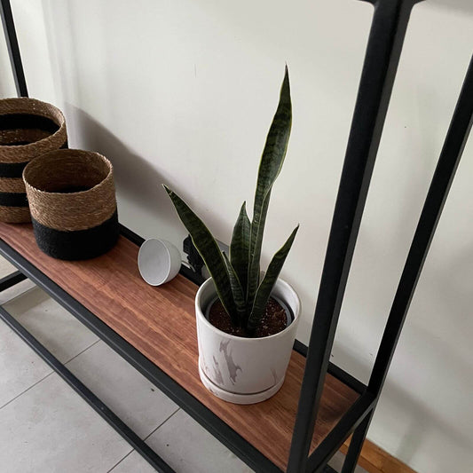 Sansevieria Laurentii 🌿