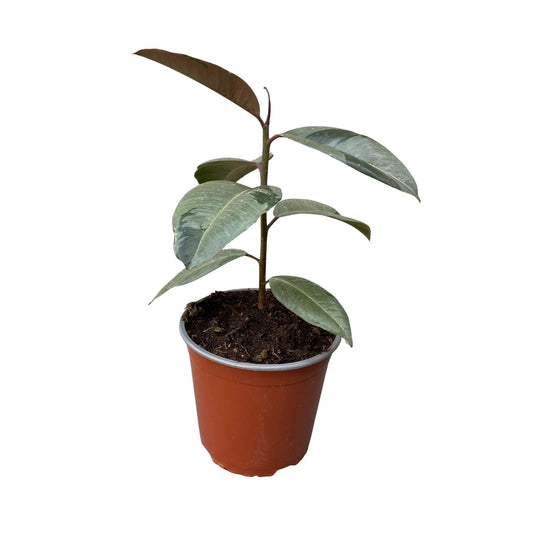 Gomero (Ficus Elástica)