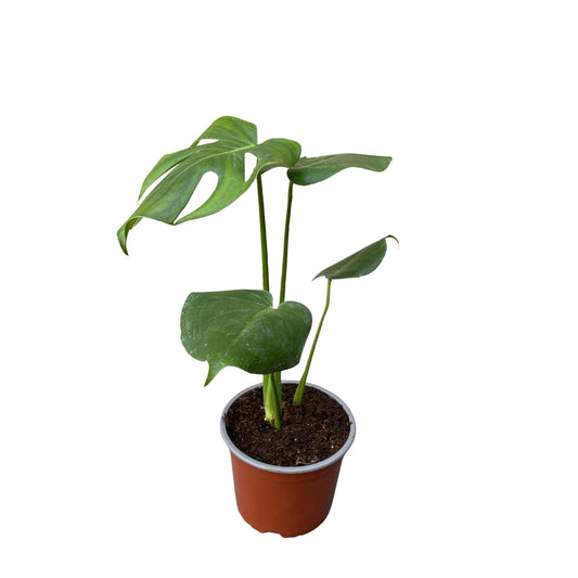 Monstera Deliciosa