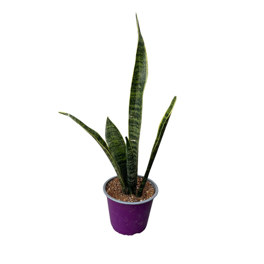 Sansevieria Laurentii 🌿