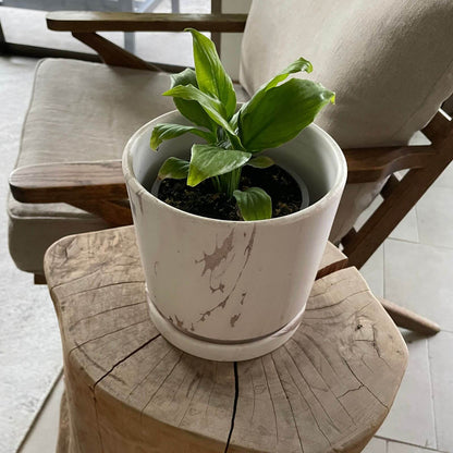 Spathiphyllum (Lirio de la Paz)
