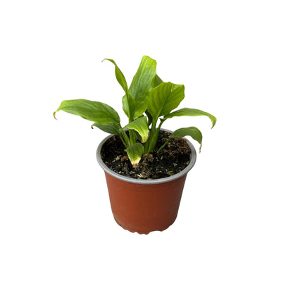 Spathiphyllum (Lirio de la Paz)