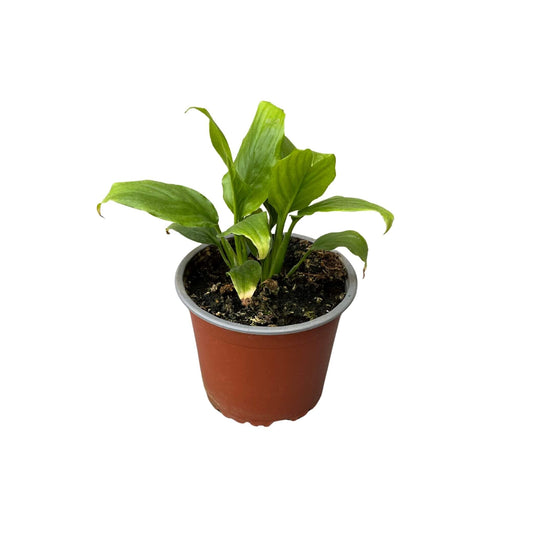 Spathiphyllum (Lirio de la Paz)