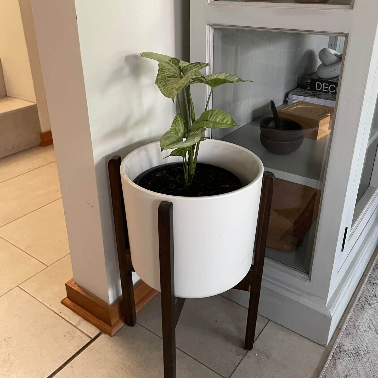 Syngonium Plateado
