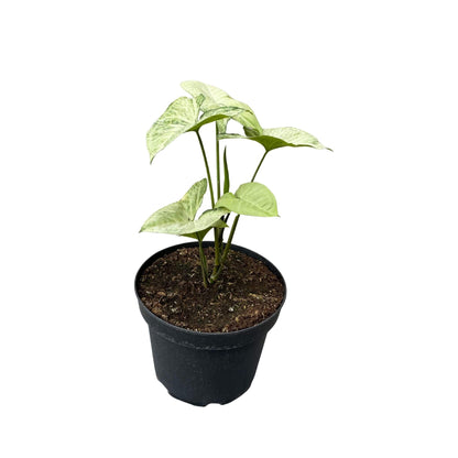 Syngonium Plateado
