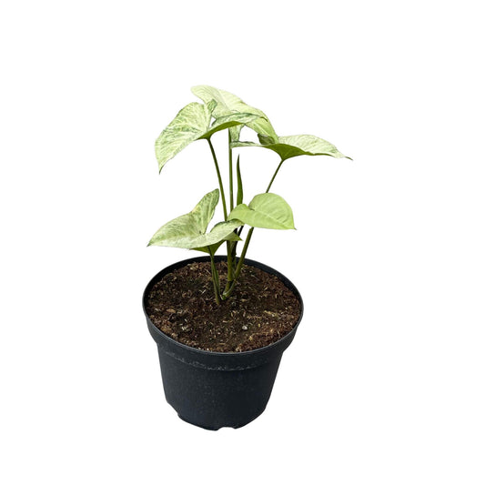 Syngonium Plateado